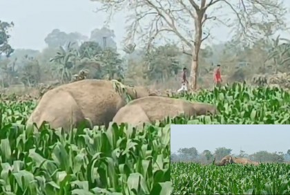 বাংলাবান্ধা সীমান্তের ভূট্টা ক্ষেতে দুই ভারতীয় বন্য হাতি, আতঙ্কে গ্রামবাসী