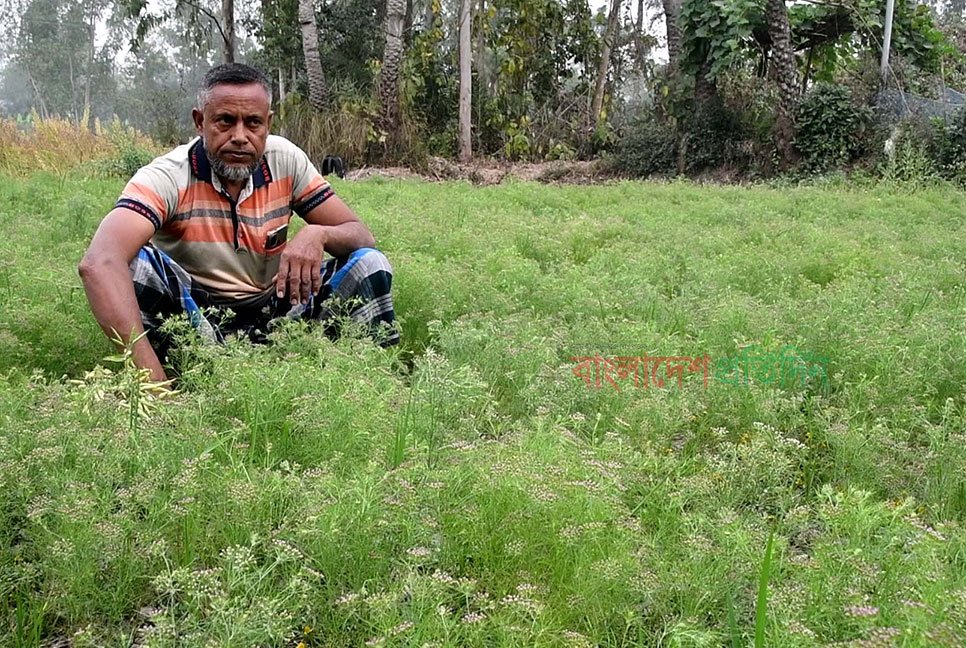 জিরা চাষে সাড়া ফেলেছেন নওগাঁর কৃষক জহুরুল