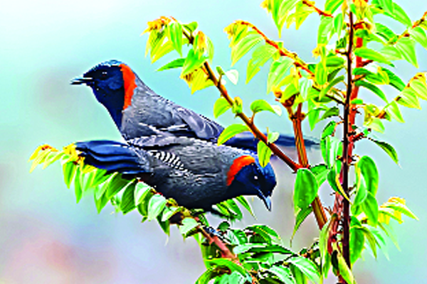বিরল দর্শন লালঘাড় পেঙ্গা
