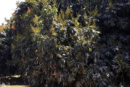 মুকুলে ভরে উঠেছে দিনাজপুরের লিচু বাগান