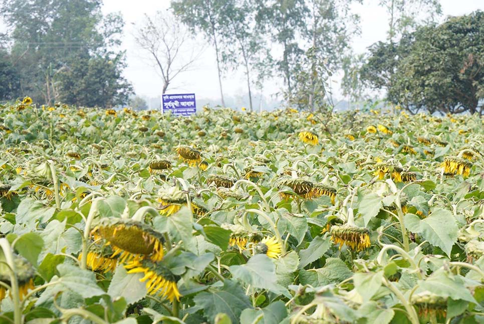 রংপুরে সূর্যমুখীর চাষ বেড়েছে