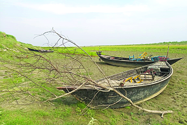 পদ্মার আয়তন নেমেছে অর্ধেকে
