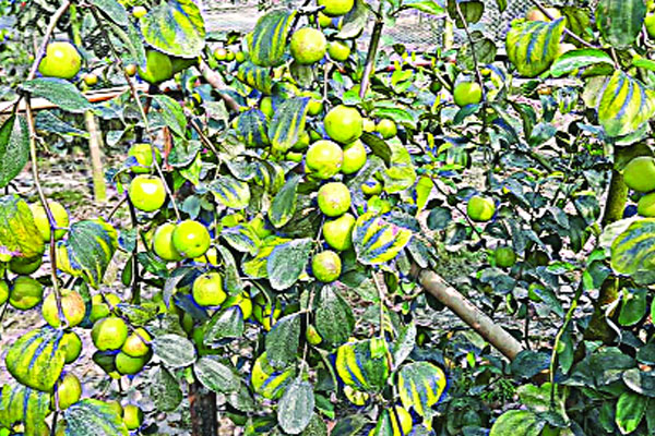 বালুতে মিশ্র ফলের বাগান
