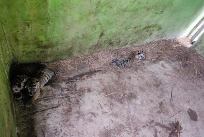 চট্টগ্রাম চিড়িয়াখানায় জন্ম নিলো ৩ বাঘ শাবক