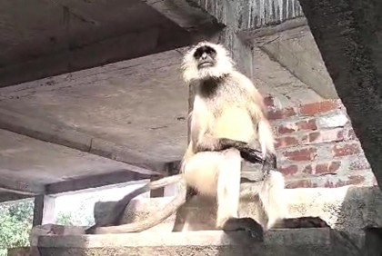 লোকালয়ে হনুমান, দেখতে উৎসুক জনতার ভিড়