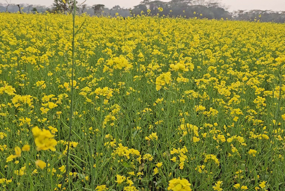 গলাচিপায় সরিষা চাষে আগ্রহ বেড়েছে