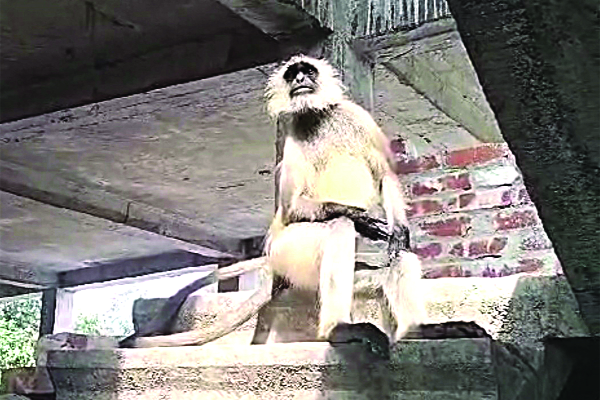 লোকালয়ে হনুমান
