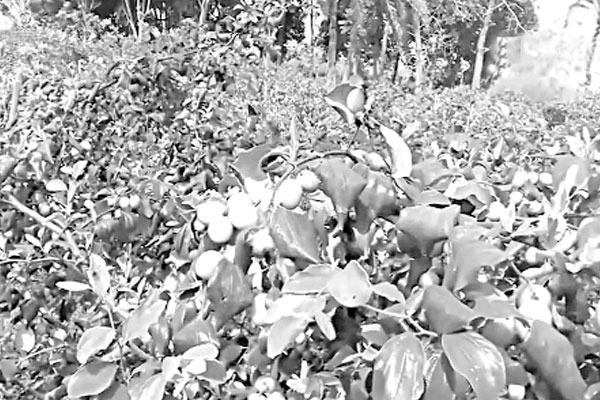 বাউকুল চাষে আগ্রহ বেড়েছে