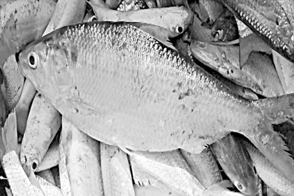 লেকে ধরা পড়ল ইলিশ