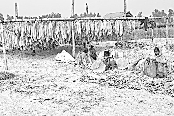 তামাকের থাবায় স্বাস্থ্যঝুঁকিতে শিশুরা