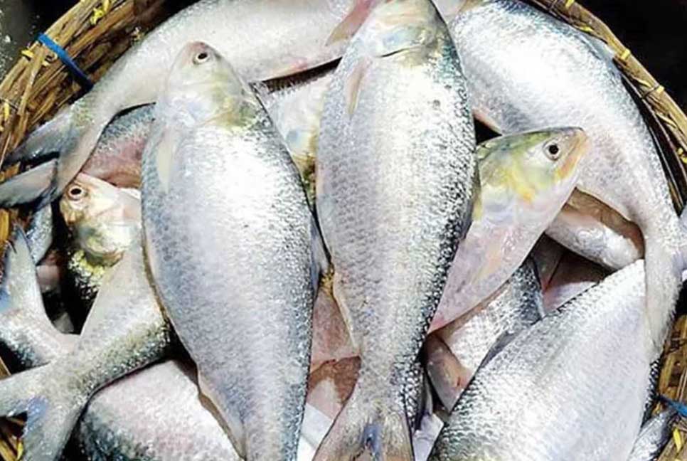 পদ্মা-মেঘনায় বৃহস্পতিবার থেকে মৎস্য আহরণে নিষেধাজ্ঞা
