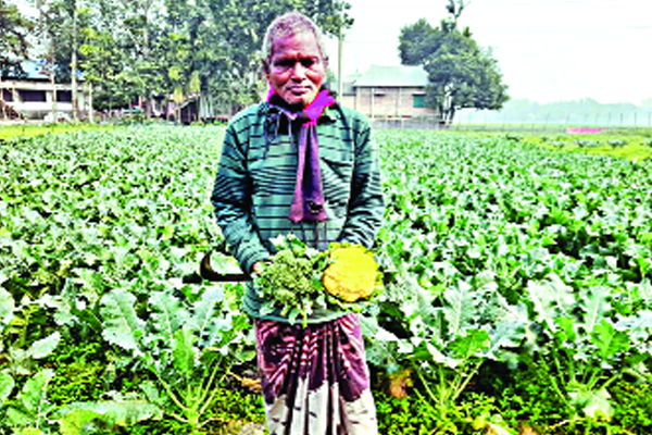 রঙিন ফুলকপি চাষে দ্বিগুণ লাভের স্বপ্ন