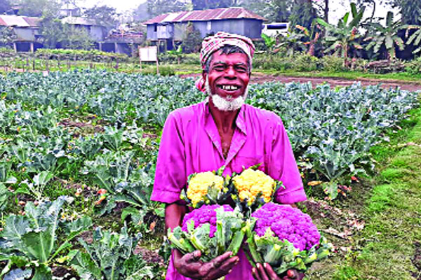 রঙিন ফুলকপিতে সয়লাব কুমিল্লার ১৭ উপজেলা