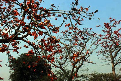 টুকটুকে শিমুলে যেন লালশাড়ি পড়েছে দিনাজপুর-বীরগঞ্জ মহাসড়ক
