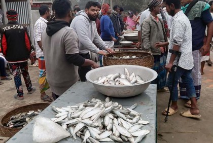 মানিকগঞ্জে দেদারছে বিক্রি হচ্ছে জাটকা ইলিশ