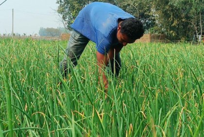 পঞ্চগড়ে ক্ষেত থেকেই চুরি হয়ে যাচ্ছে পিঁয়াজ-রসুন 
