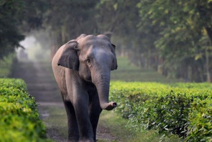 বন ছেড়ে লোকালয়ে হাতি