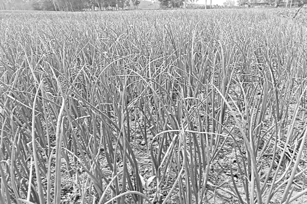 খেত থেকেই চুরি পিঁয়াজ রসুন