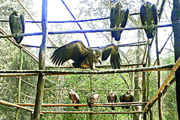 বিরল আট শকুন অবমুক্তির অপেক্ষায়