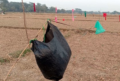 অভিনব পদ্ধতি: বাঁচছে সূর্যমুখী, বাঁচছে পাখি
