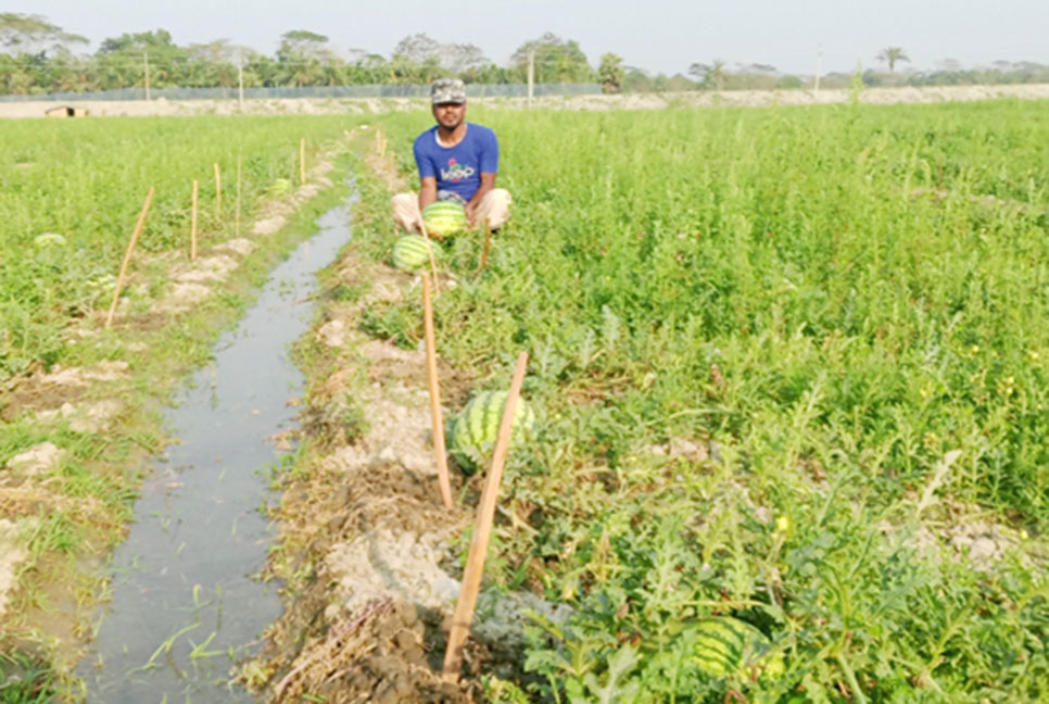 গলাচিপায় আগাম তরমুজের বাম্পার ফলন