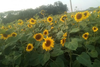 সূর্যমুখীর রঙীন হাসি, লাভের আশায় শখের চাষি