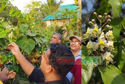 হারিয়ে যাচ্ছে মাধবীলতা ও তার পরিচয়