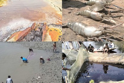 পোড়ার চিনির বর্জ্য কর্ণফুলীতে, ভেসে উঠছে সামুদ্রিক প্রাণী
