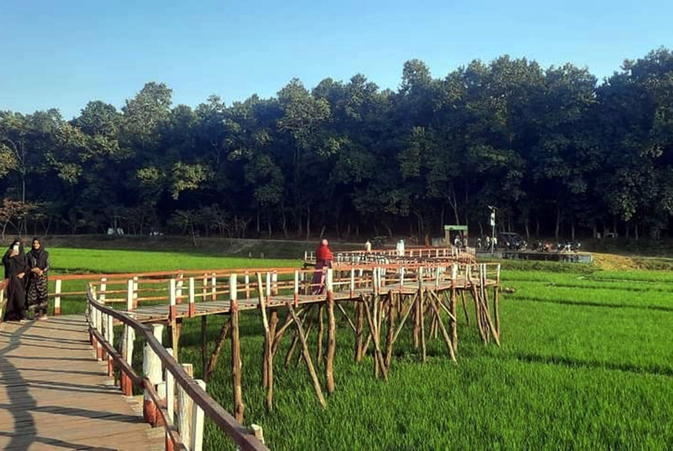 মাছ নয়, ঐতিহাসিক আশুড়ার বিলে চাষ হচ্ছে ধান