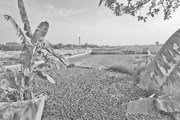 অবৈধ ইটভাটায় পরিবেশের ক্ষতি
