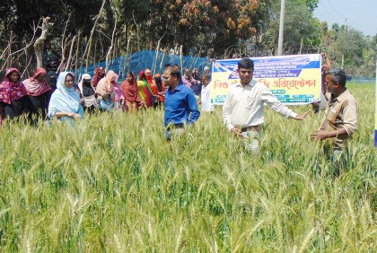 বাগেরহাটে গমের বাম্পার ফলন