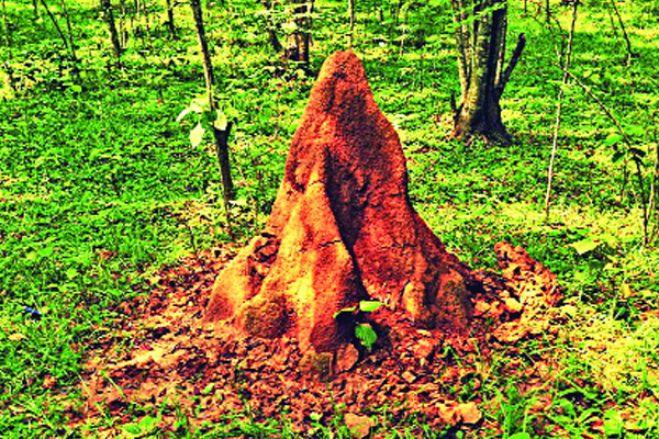 উইপোকার ঢিবি হারিয়ে যাচ্ছে