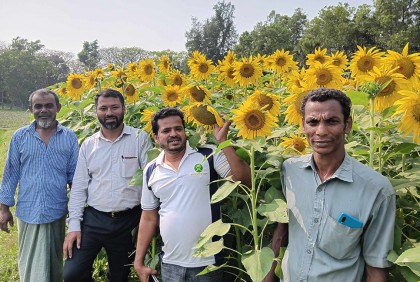 সূর্যমুখীর বাম্পার ফলনে কৃষকের মুখে হাসি