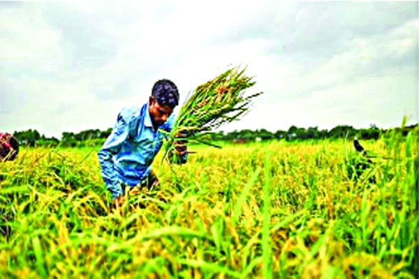শেষ হচ্ছে কৃষিজমি