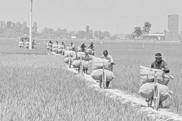 বগুড়ায় আলুর বাম্পার ফলন