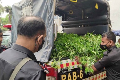 গোপালগঞ্জের কাশিয়ানী উপজেলা স্বাস্থ্য কমপ্লেক্স চত্বরে গাঁজা গাছের বাগান