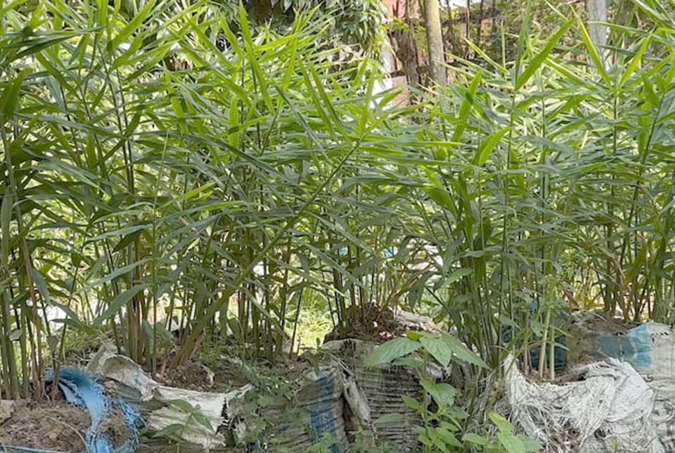 বস্তায় আদা চাষে ঝোঁক