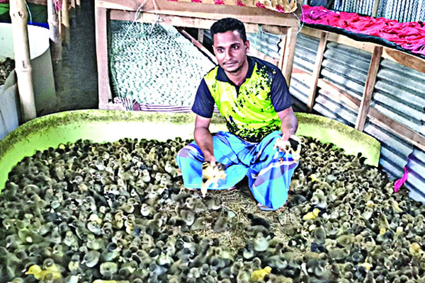 হাঁসের হ্যাচারিতে সুদিন ফিরেছে যুবাইরের