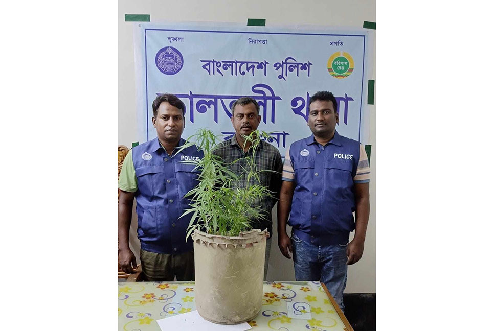 বাড়ির উঠানে গাঁজা চাষ, আটক ১