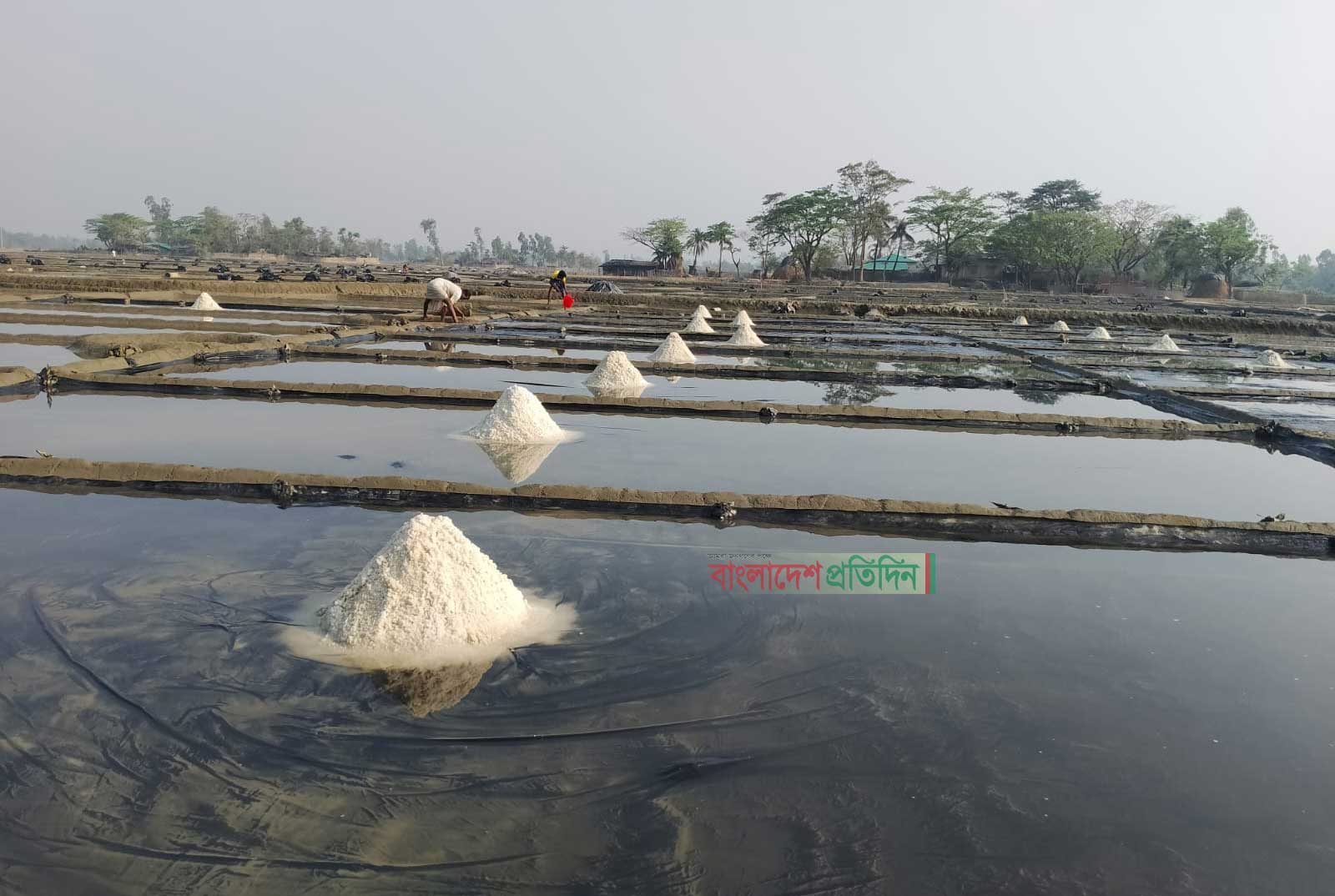 লক্ষ্যমাত্র পূরণে ফের লবণ চাষে ঝুঁকেছেন কুতুবদিয়ার চাষিরা
