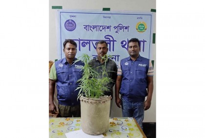 বাড়ির উঠানে গাঁজা চাষ, আটক ১