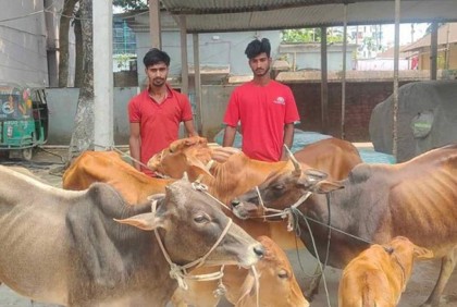 ব্রাহ্মণবাড়িয়ায় ৫ গরুসহ ২ চোর গ্রেফতার