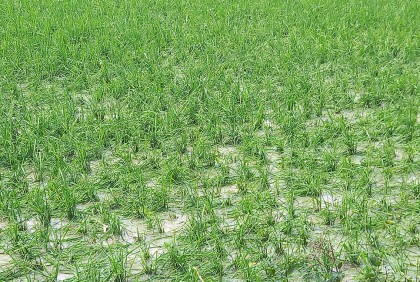 কালিয়াকৈরে শিলাবৃষ্টিতে ফসলের ব্যাপক ক্ষয়ক্ষতি
