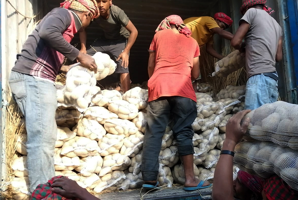 ভালো দাম পাওয়ায় খুশি আলু চাষিরা, রপ্তানি হচ্ছে বিদেশে 