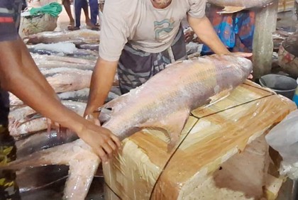 সাগরে ধরা পড়া ৫২ লাক্ষা মাছ ১১ লাখে বিক্রি