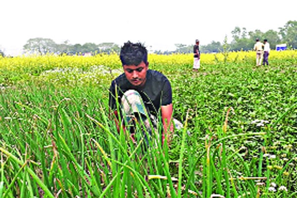 এক মাঠেই সবজি মসলা