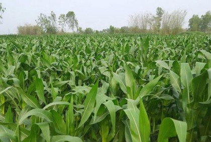 ঠাকুরগাঁওয়ে দিন দিন বাড়ছে ভুট্টা চাষ