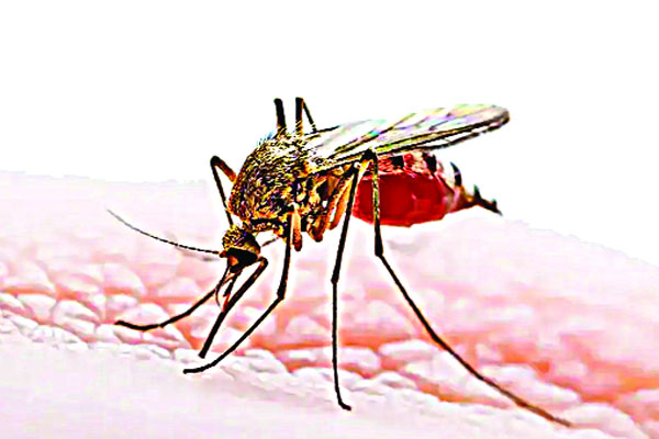 মশায় অতিষ্ঠ জনজীবন