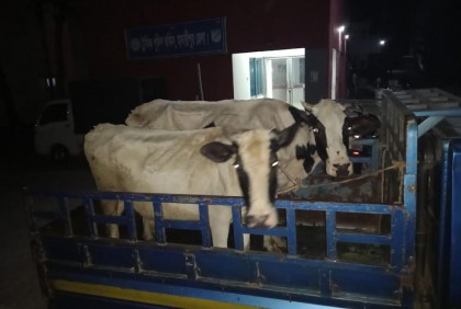 ট্রাকে করে যাচ্ছিল গরু, আটক করলো পুলিশ