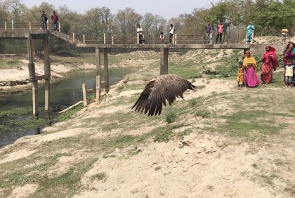 সুস্থ হয়ে মুক্ত আকাশে ডানা মেললো বিরল প্রজাতির ৮ শকুন